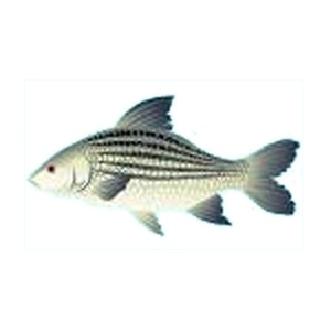 Silver Stripe  Giant Carp